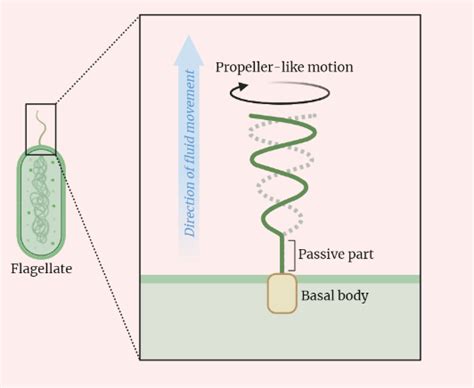  格雷氏蟲！探索微生物世界中奇特的鞭毛運動和獨特生存策略